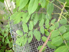 new caterpillars